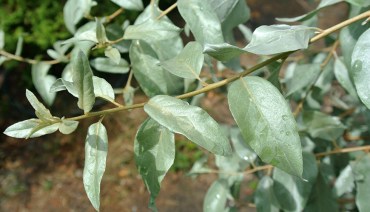 лох обложка